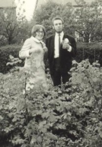 Married among the main crop potatoes