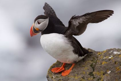 Puffin in Iceland. Full picture attribution below